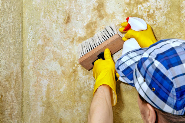 Best Mold Removal for HVAC Installations  in Buchanan, MI