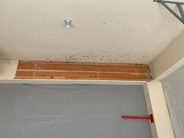 Best Mold Prevention Services  in Buchanan, MI