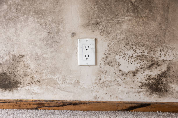 Best Indoor Air Quality Assessment  in Buchanan, MI