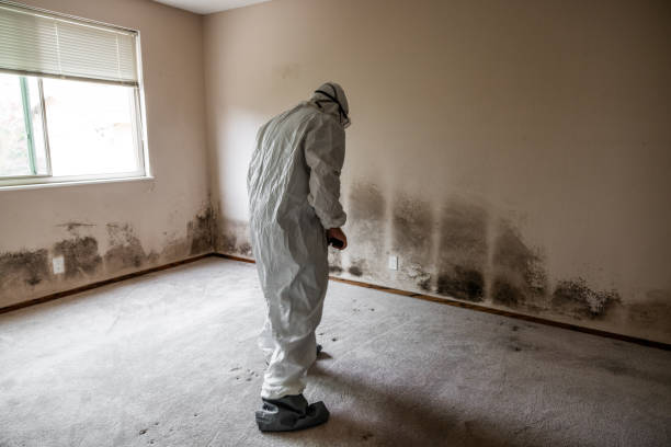 Best Asbestos and Lead Testing During Mold Inspection  in Buchanan, MI