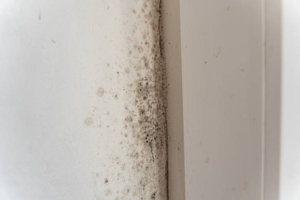 Best Water Damage & Mold Remediation  in Buchanan, MI
